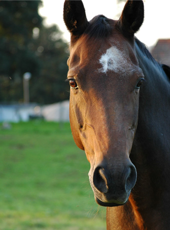 Reittherapie Julia Walter