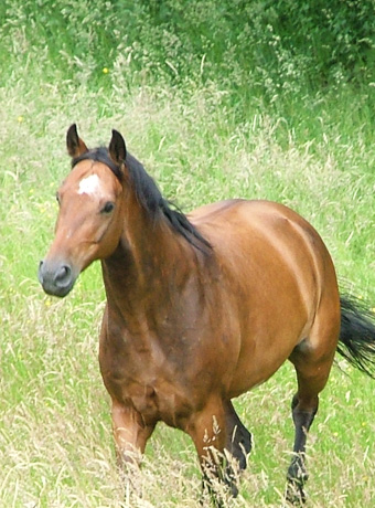 Therapie mit Pferden