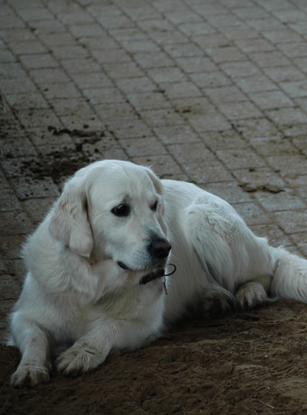 Reittherapie Julia Walter